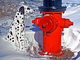 FireDog.jpg image by thackattack