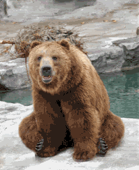 dancing_bear.gif image by doblece